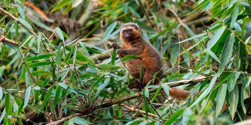 Sjælden bambuslemur i Ranomafana Nationlpark i Madagaskar