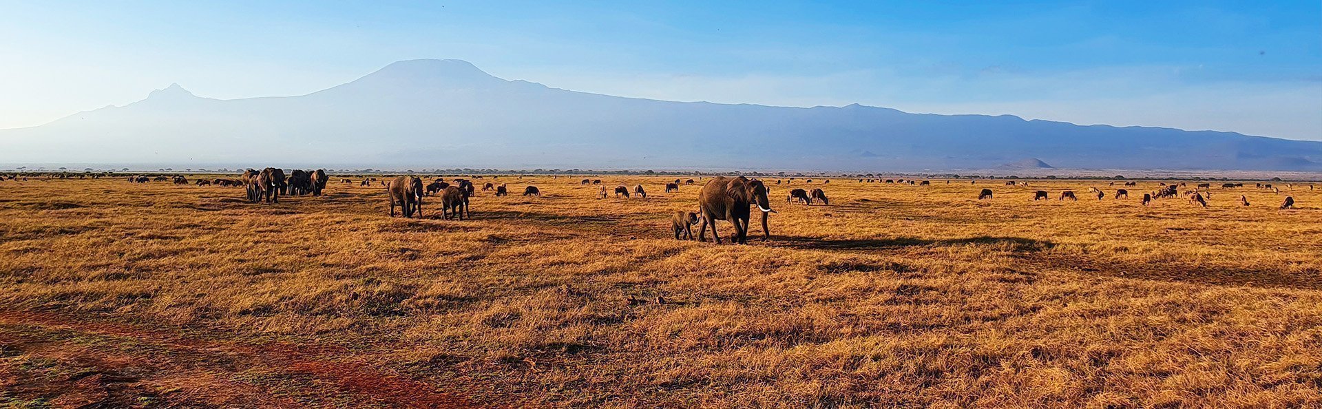 Elefanter går i række i Amboseli med Kilimanjaro som baggrund