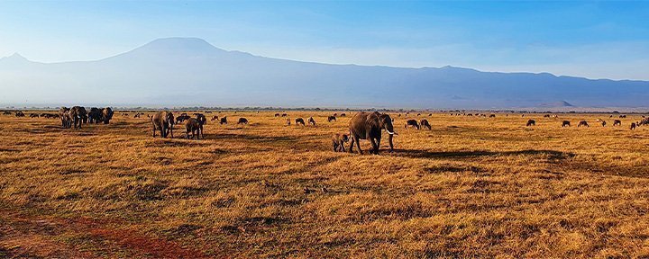 Elefanter går i række i Amboseli med Kilimanjaro som baggrund
