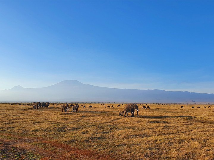 Elefanter går i række i Amboseli med Kilimanjaro som baggrund