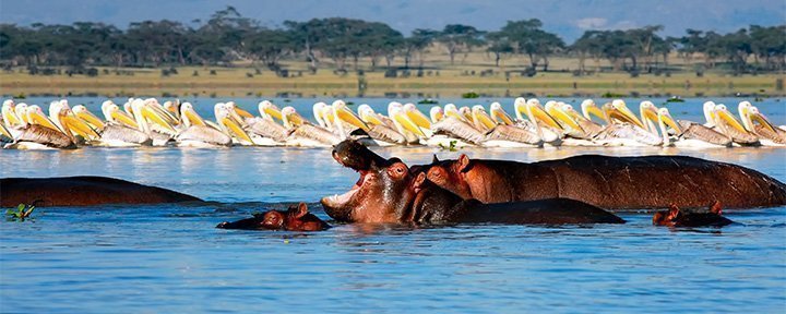 Flodheste og pelikaner i Lake Naivasha