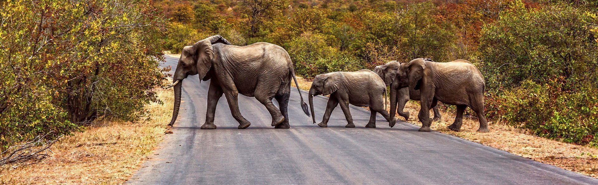 Elefantfamilie krydser vejen i Kruger Nationalpark
