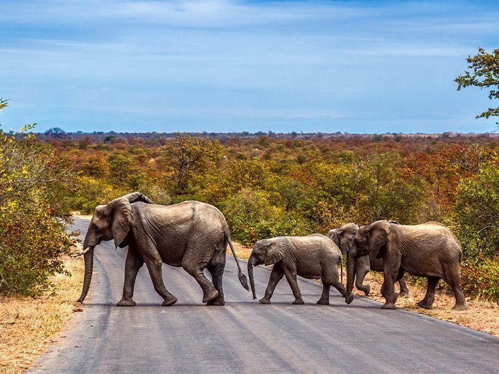 Elefantfamilie krydser vejen i Kruger Nationalpark