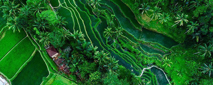 Tegallalang Rismark på Bali, Indonesien