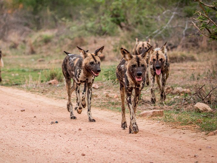 Vilde hunde i Kruger Nationalpark