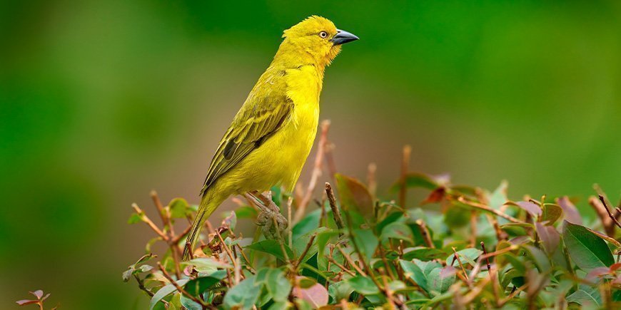 Safrangul Væver i Bwindi i Uganda