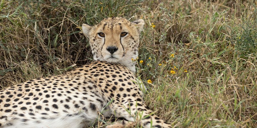 Gepard ligger i græsset