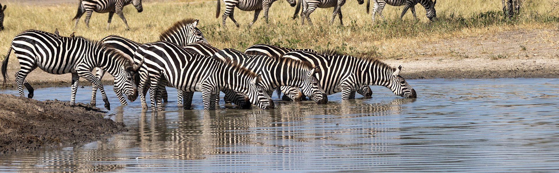 Zebraer drikker ved flod i Tarangire Nationalpark i Tanzania