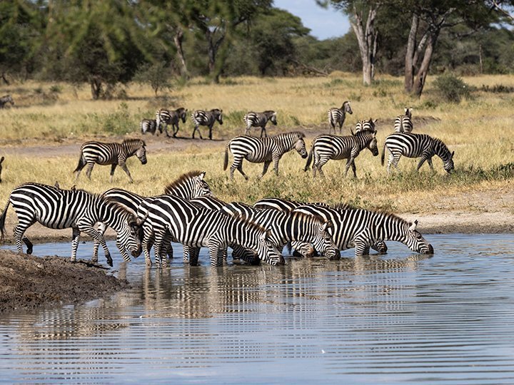 Zebraer drikker ved flod i Tarangire Nationalpark i Tanzania