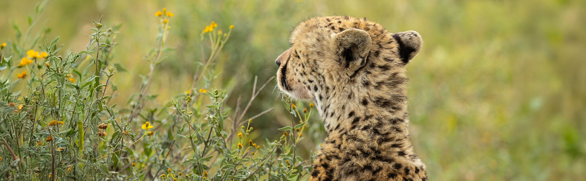 leopard seen from behind