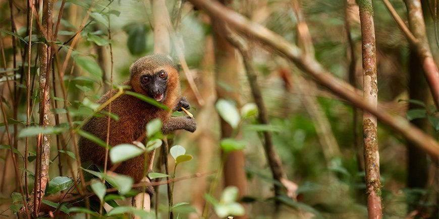 Sød bambuslemur i Ranomafana i Madagaskar