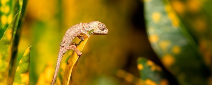 Kamæleon i Ranomafana Nationalpark i Madagaskar