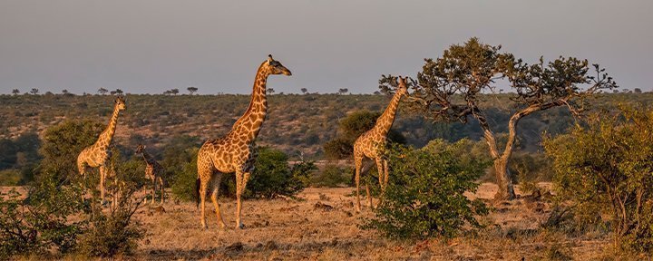 Giraffer i Kruger Nationalpark i Sydafrika