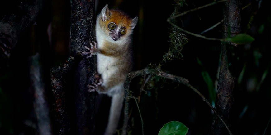 Muselemur sidder i et træ i Madagaskar
