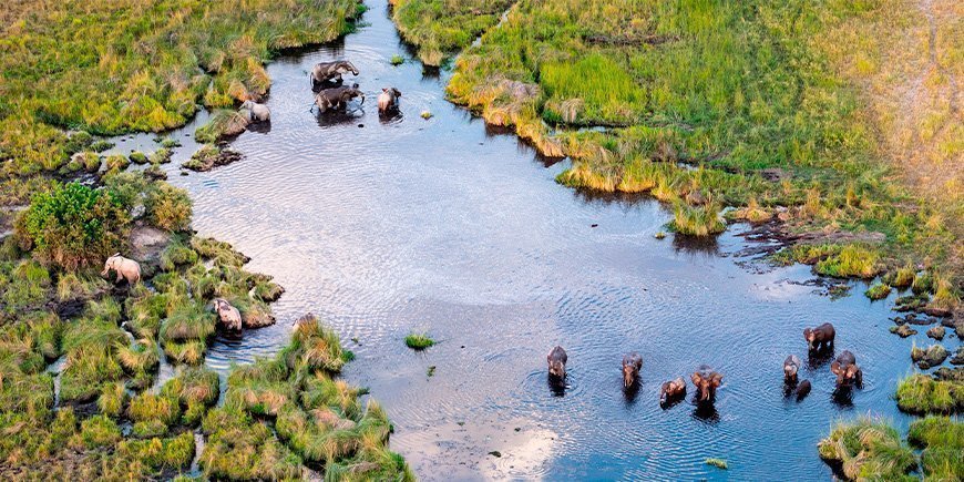 Oversigtsbillede af elefanter i Okavango-delta i Botswana