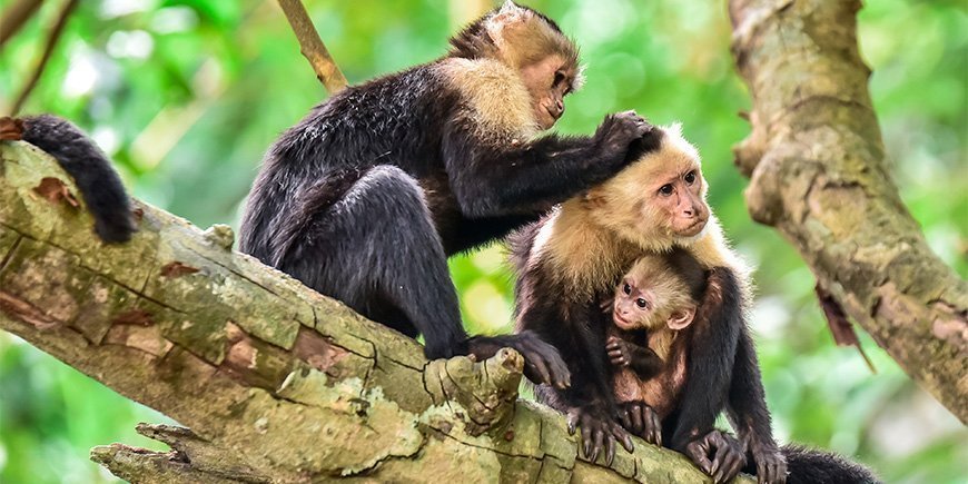 Kapucineraber i et træ i Manuel Antonio i Costa Rica