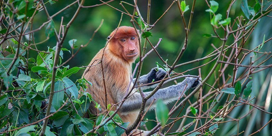 Næseabe sidder i træ på Borneo