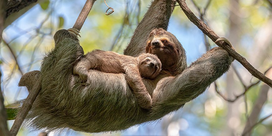 Dovendyr med baby i et træ i Costa Rica