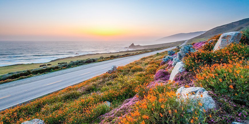 Wildflowers på kystvej i Californien nær Big Sur