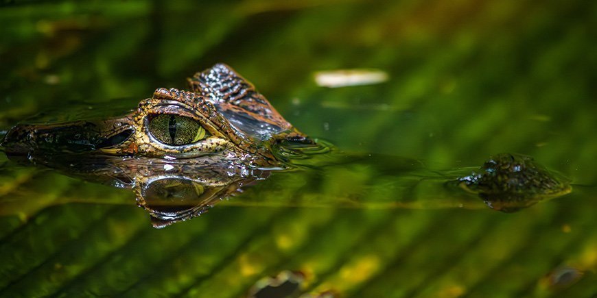 Alligator i flod i Tortuguero Nationalpark i Costa Rica