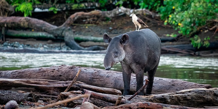 Fugl sidder på tapir i Corcovado Nationalpark i Costa Rica