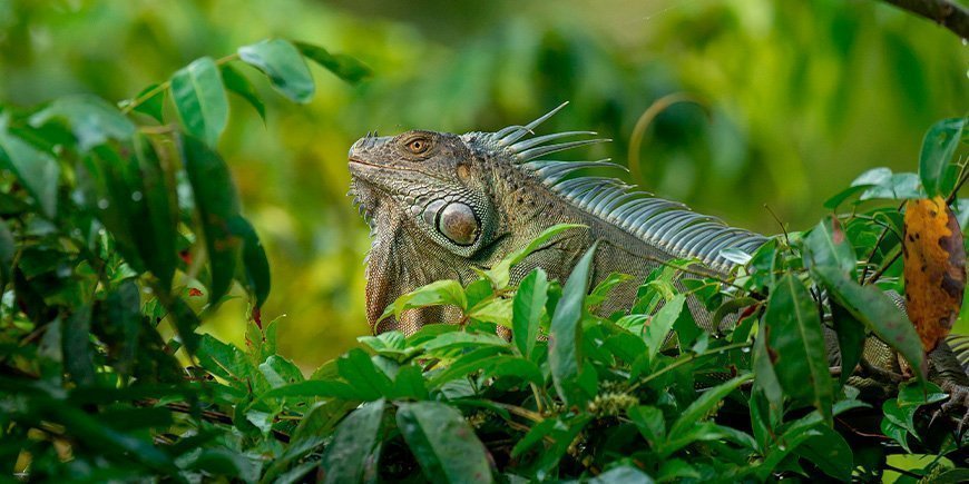 Grøn leguan i Tortuguero Nationalpark i Costa Rica