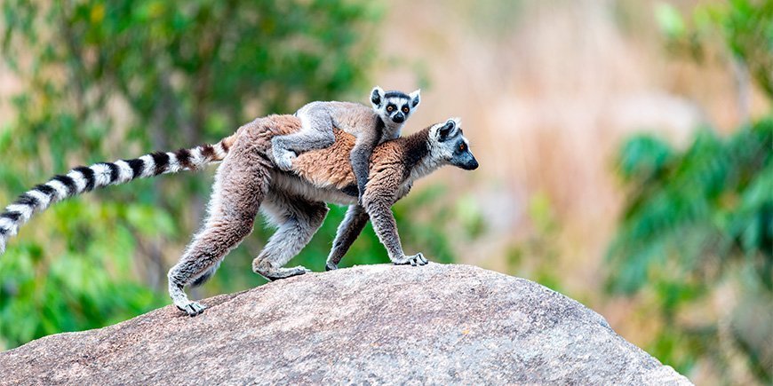 Ringhalet lemur med baby i Madagaskar