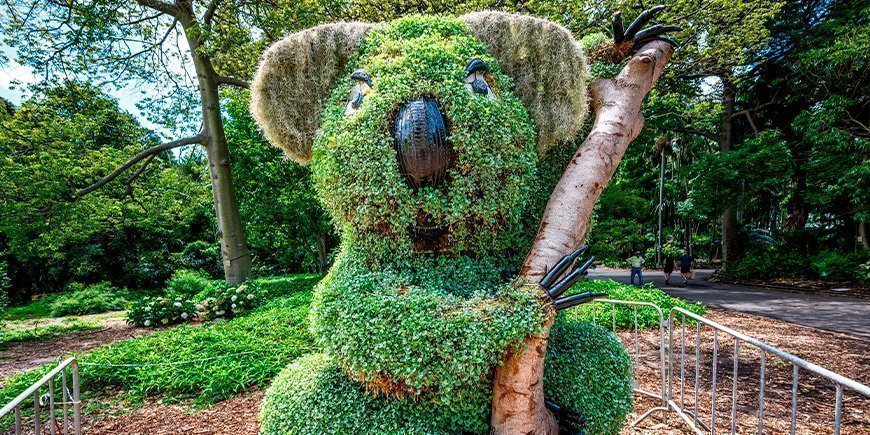Koala-busk i Royal Botanic Garden i Sydney