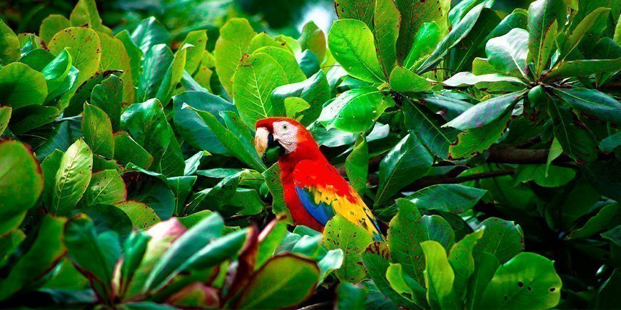 Rød ara-papegøje med mad i næbbet i Corcovado Nationalpark i Costa Rica