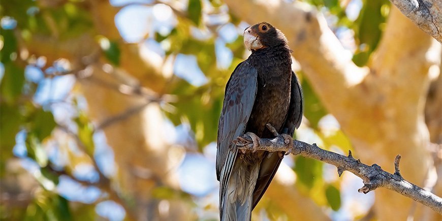 Den store Vasa-papegøje på en gren i nationalpark i Madagaskar