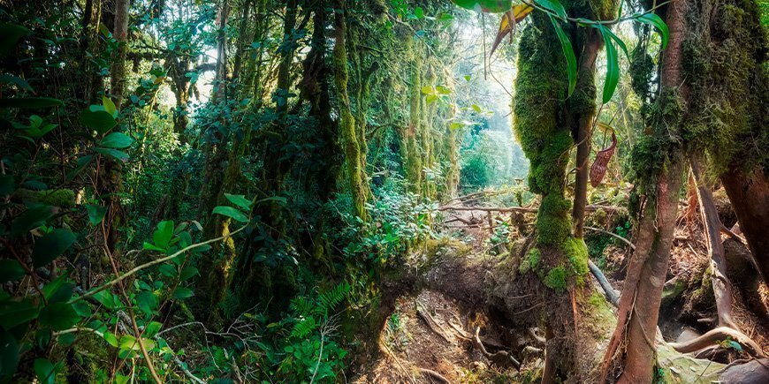 Mystik i Mossy Forest