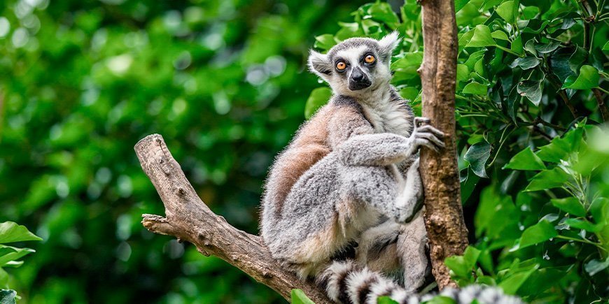 Ringhalet lemur i et træ i Madagaskar