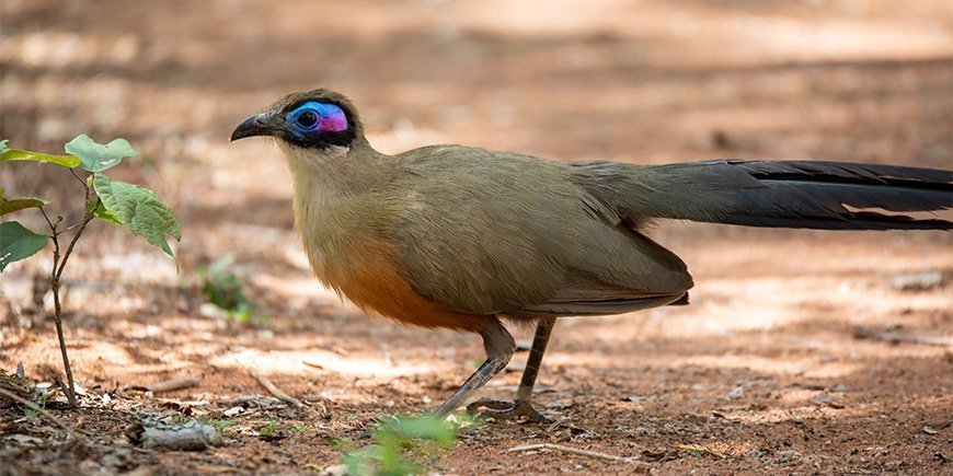Den smukke silkegøg (coua) i Zombitse Nationalpark i Madagaskar