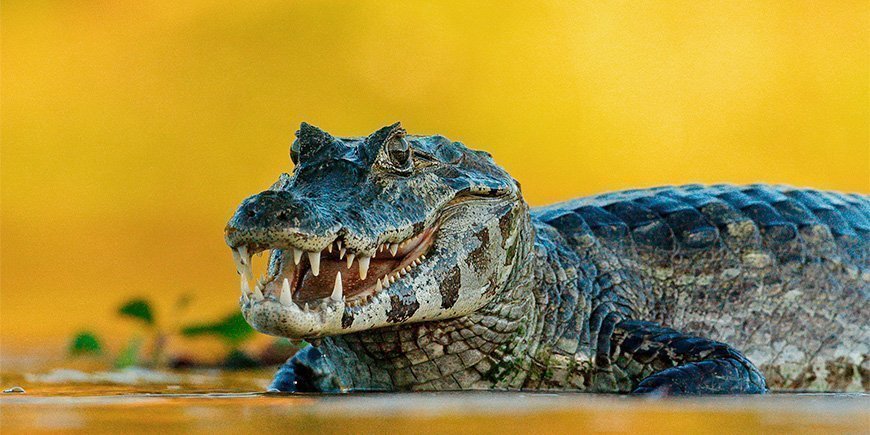 Caiman i Pantanal i Brasilien