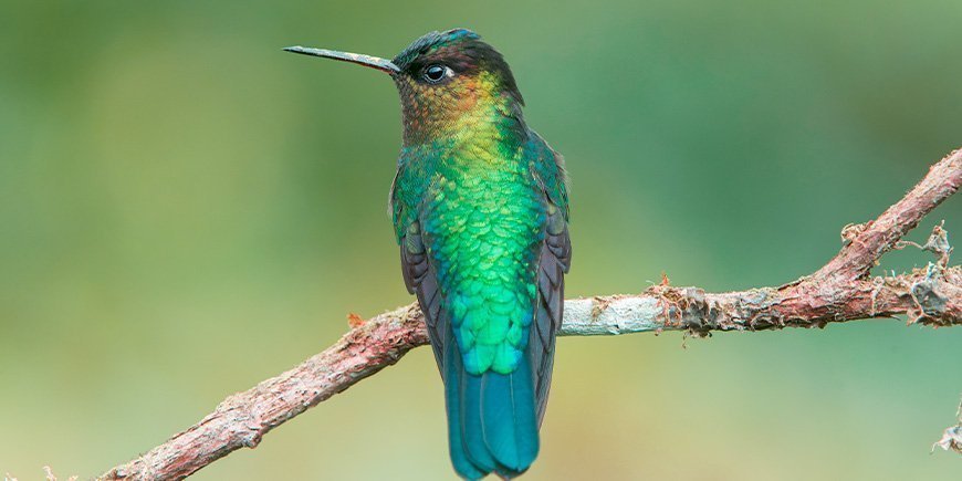 Ildstrubet kolibri i Monteverde i Costa Rica