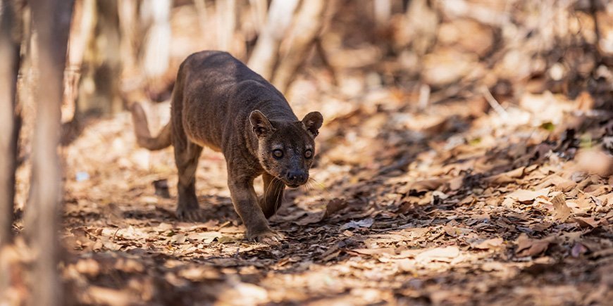 Smuk fossa i Kirindy Nationalpark i Madagaskar