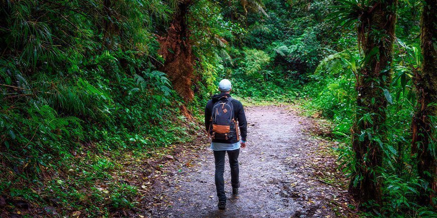 Mand går på sti i Monteverde Cloud Forest i Costa Rica