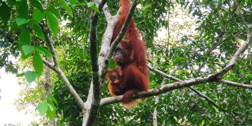 Mor- og babyorangutang i Sepilok på Borneo i Malaysia