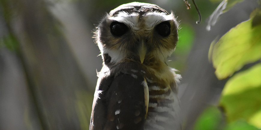 Smuk ugle kigger direkte i kameraet i Kirindy i Madagaskar