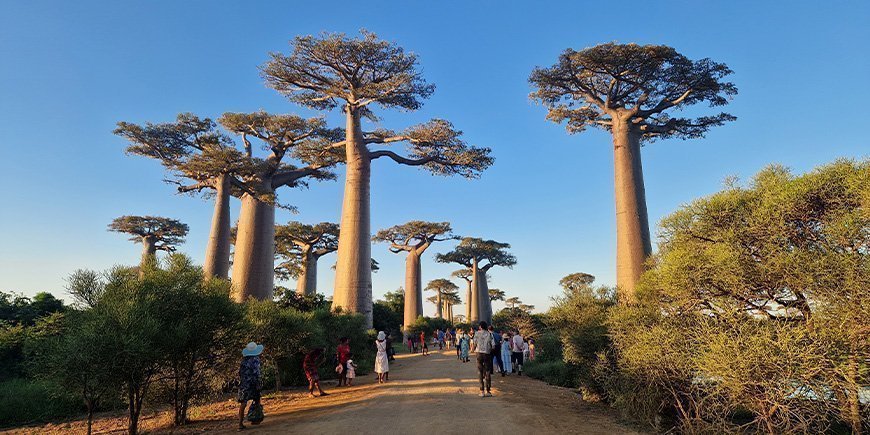 Solrig dag med blå himmel på Alley of Baobabs
