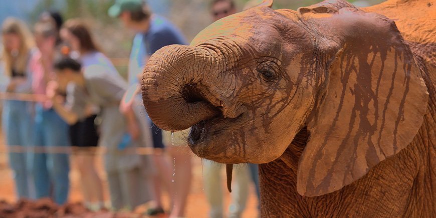 Elefant på David Sheldrics elefantbørnehjem