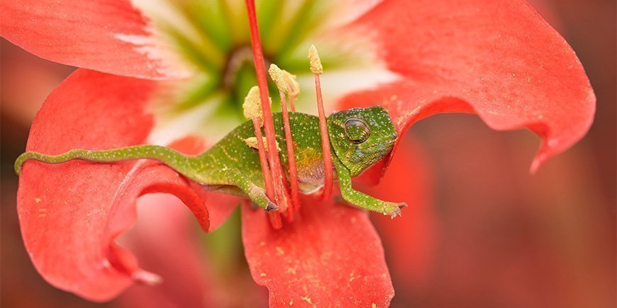 Kamæleon, der skjuler sig i en blomst 