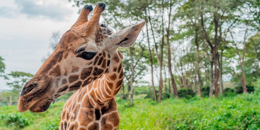 Giraf på girafcentret i Nairobi