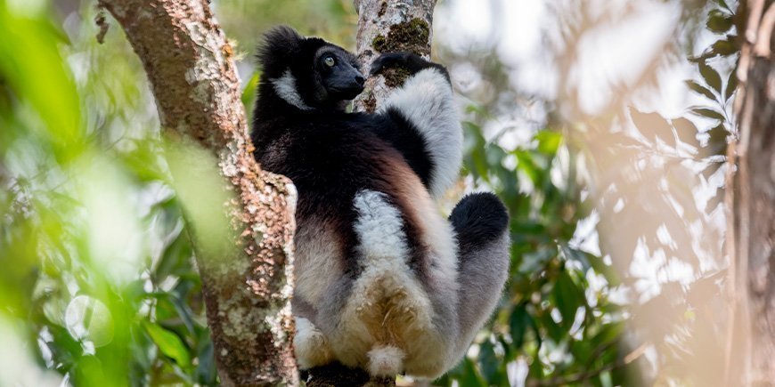 Indri Indri i et træ i Andasibe-Mantadia Nationalpark i Madagaskar