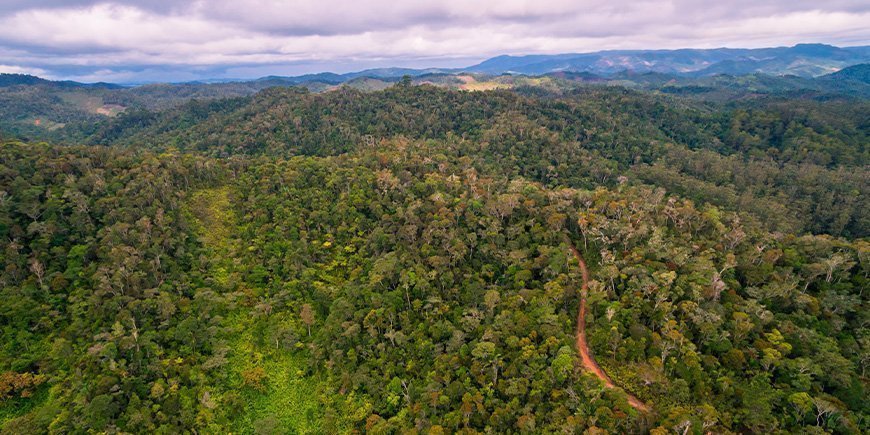 Frodig regnskov i Andasibe-Mantadia Nationalpark i Madagaskar