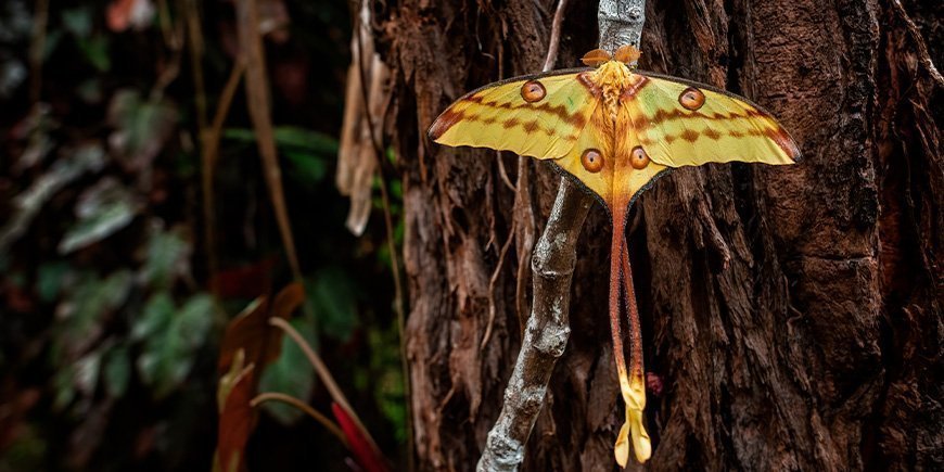 ;adagaskansk månemøl i Andasibe-Mantadia Nationalpark