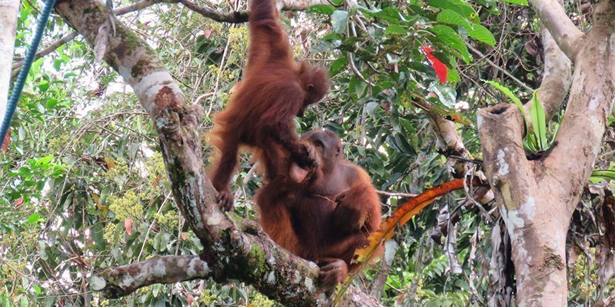 Orangutang mor og barn på Borneo