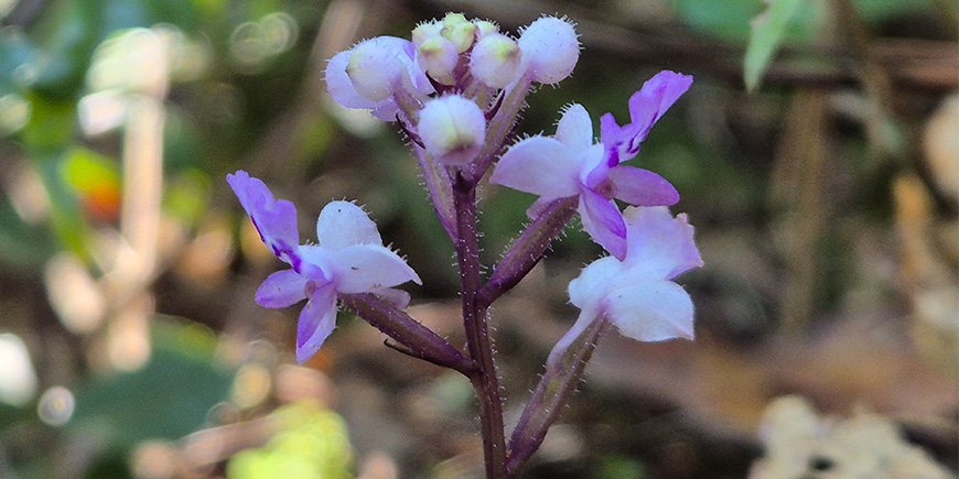 Smuk orkide i Andasibe Mantadia Nationalpark