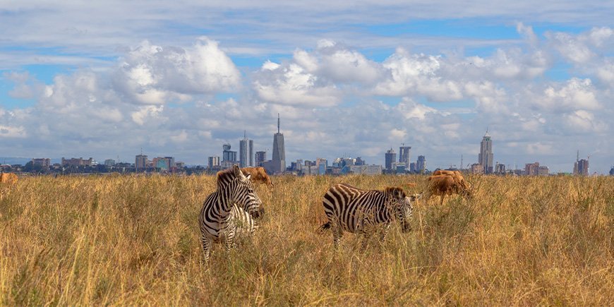 Zebraer i Nairobi Nationalpark med udsigt til Nairobis skyline