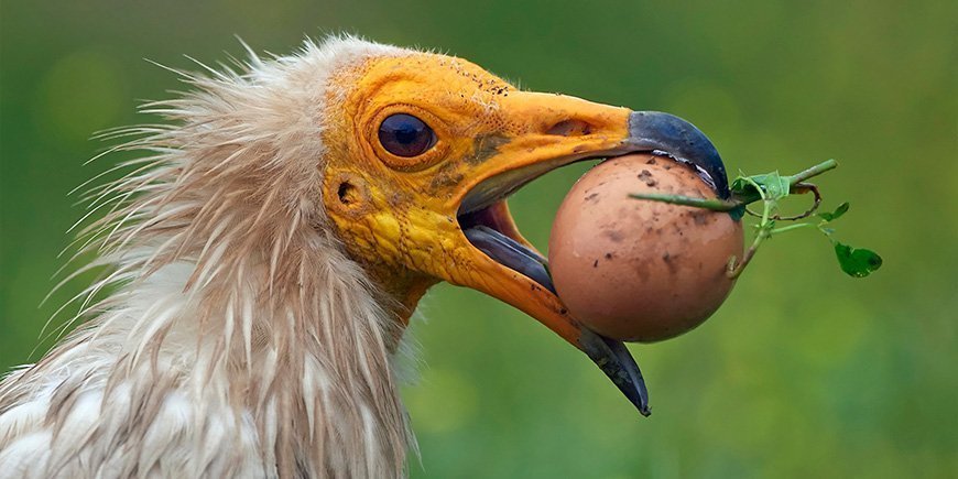 Egyptisk grib med æg i munden
